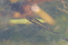 Poeciliidae