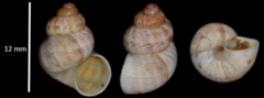 Pomatias elegans