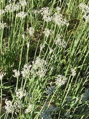 Allium tuberosum
