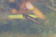 Poeciliidae