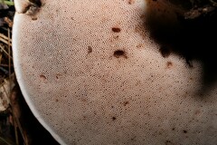 Tylopilus rubrobrunneus