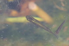 Poeciliidae
