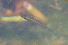 Poeciliidae