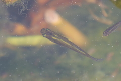 Poeciliidae