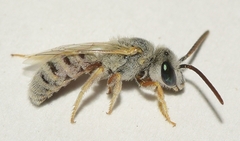 Halictus vestitus