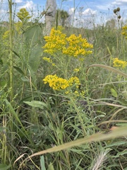 Solidago nemoralis decemflora