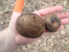 Andricus quercuscalifornicus