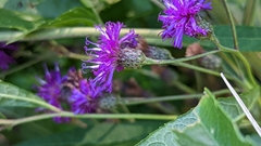 Vernonia noveboracensis