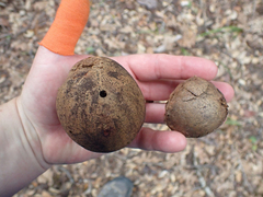 Andricus quercuscalifornicus