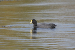 Fulica leucoptera