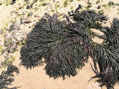 Codium