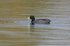 Fulica leucoptera