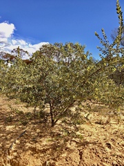 Acacia brachybotrya