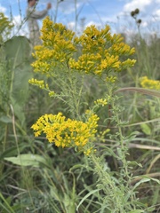 Solidago nemoralis decemflora