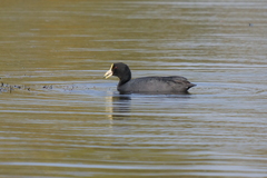 Fulica leucoptera