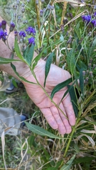 Vernonia noveboracensis