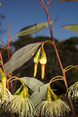 Eucalyptus sporadica