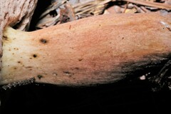 Tylopilus rubrobrunneus