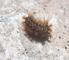 Saturniidae