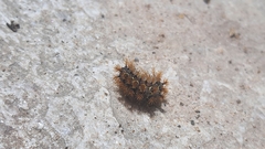 Saturniidae