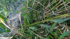 Vernonia noveboracensis