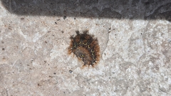 Saturniidae