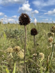 Echinacea paradoxa