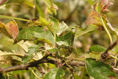 Malus sylvestris