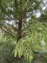 Metasequoia