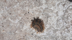 Saturniidae