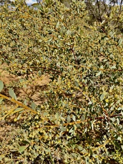 Acacia brachybotrya