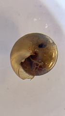 Limacoidei