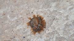 Saturniidae