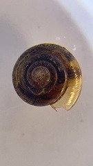Limacoidei