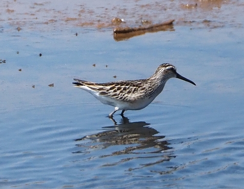 Correlimos falcinelo (Calidris falcinellus)