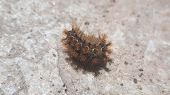 Saturniidae