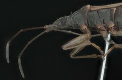 Ozophora occidentalis