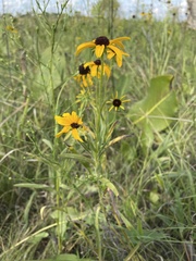 Rudbeckia missouriensis