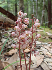Pyrola aphylla