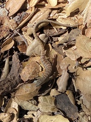 Elgaria multicarinata