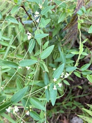 Metastelma barbigerum