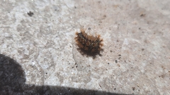 Saturniidae