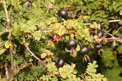 Rosa spinosissima