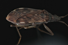 Ozophora occidentalis