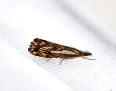Catoptria falsella