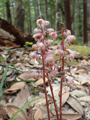 Pyrola aphylla