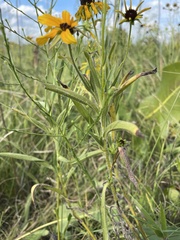 Rudbeckia missouriensis