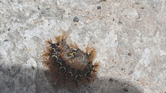 Saturniidae