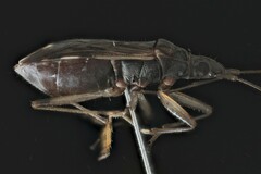 Ozophora occidentalis