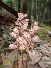 Pyrola aphylla